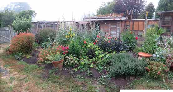 Garden (outside our office) earlier this summer